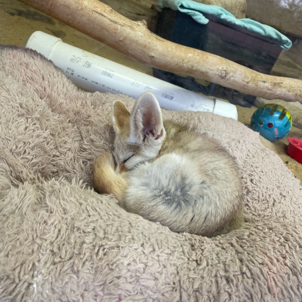 Ordinary and blush for ecliff